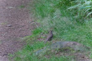 DSCF0516.JPG