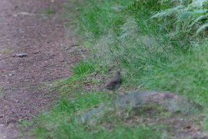 DSCF0517.JPG