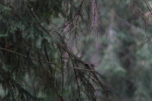 DSCF0520.JPG