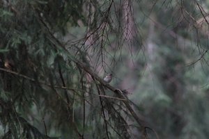 DSCF0521.JPG