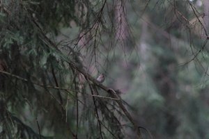 DSCF0526.JPG