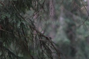 DSCF0528.JPG