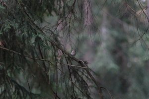 DSCF0529.JPG