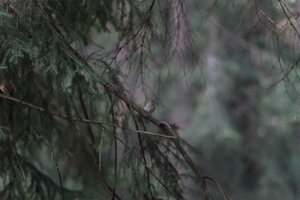 DSCF0530.JPG