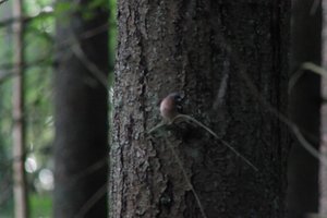 DSCF0532.JPG