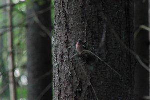 DSCF0534.JPG