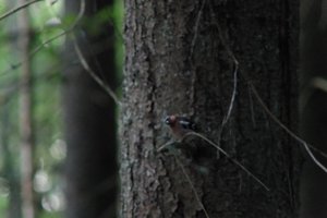DSCF0540.JPG
