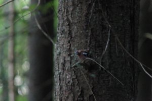 DSCF0541.JPG