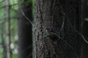 DSCF0544.JPG