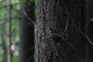 DSCF0547.JPG