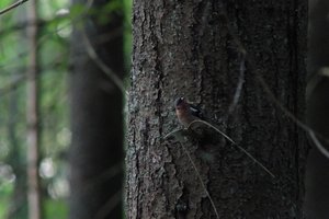 DSCF0549.JPG