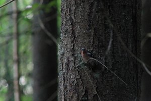 DSCF0550.JPG