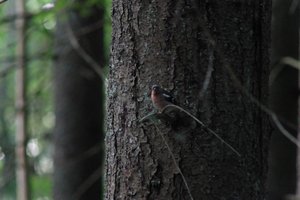 DSCF0553.JPG