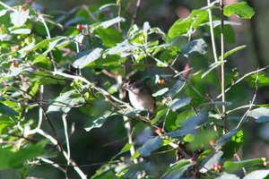 DSCF0617.JPG
