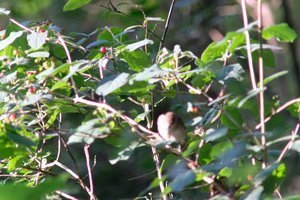 DSCF0631.JPG