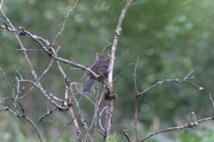 DSCF0727.JPG