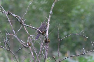 DSCF0728.JPG