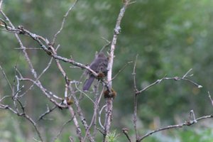 DSCF0730.JPG