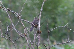 DSCF0731.JPG