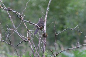 DSCF0733.JPG