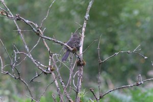 DSCF0734.JPG