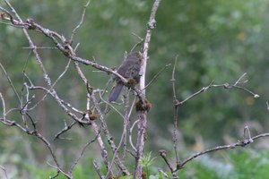 DSCF0738.JPG