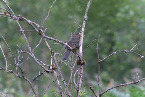 DSCF0740.JPG