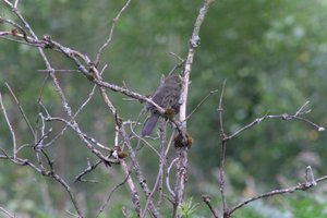 DSCF0741.JPG