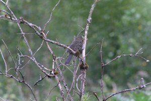 DSCF0742.JPG