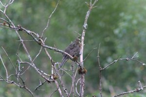 DSCF0749.JPG