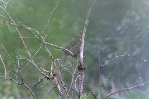 DSCF0761.JPG