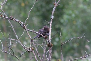 DSCF0763.JPG