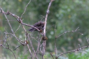 DSCF0768.JPG