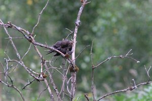 DSCF0770.JPG