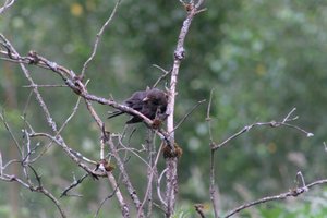 DSCF0773.JPG