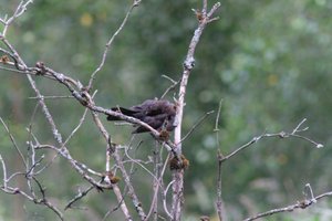 DSCF0776.JPG