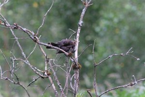 DSCF0778.JPG