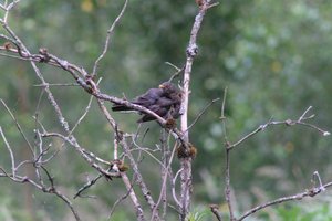 DSCF0780.JPG