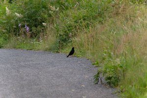 DSCF0786.JPG