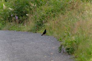 DSCF0787.JPG