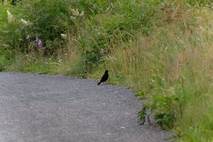 DSCF0788.JPG