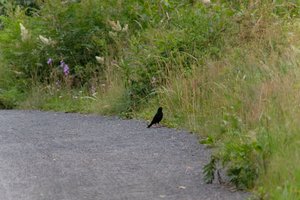 DSCF0789.JPG