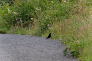 DSCF0790.JPG