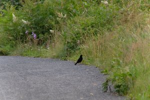 DSCF0791.JPG