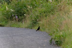 DSCF0792.JPG
