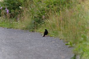 DSCF0807.JPG