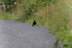 DSCF0814.JPG
