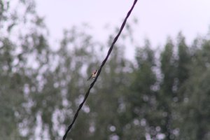 DSCF0816.JPG