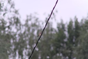 DSCF0817.JPG