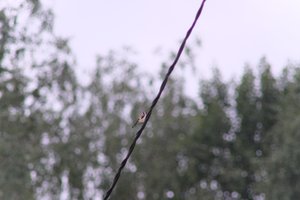 DSCF0821.JPG